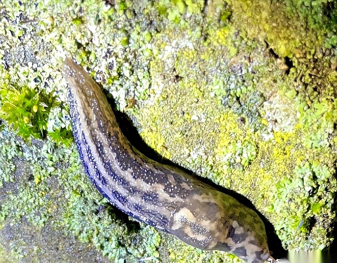 就因为朋友一句“你敢不敢”，19岁的小伙子就把花园里那只黏糊糊的鼻涕虫，吞了。