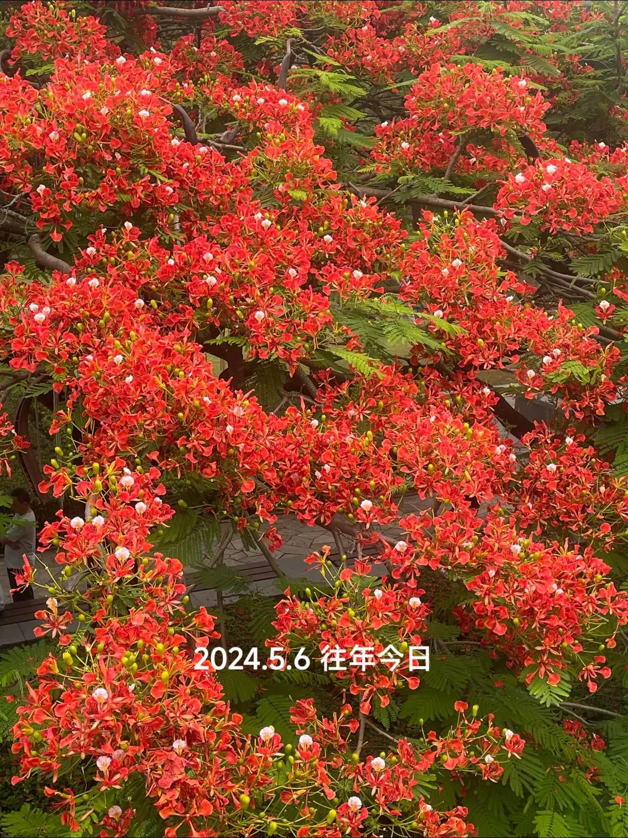 凤凰花