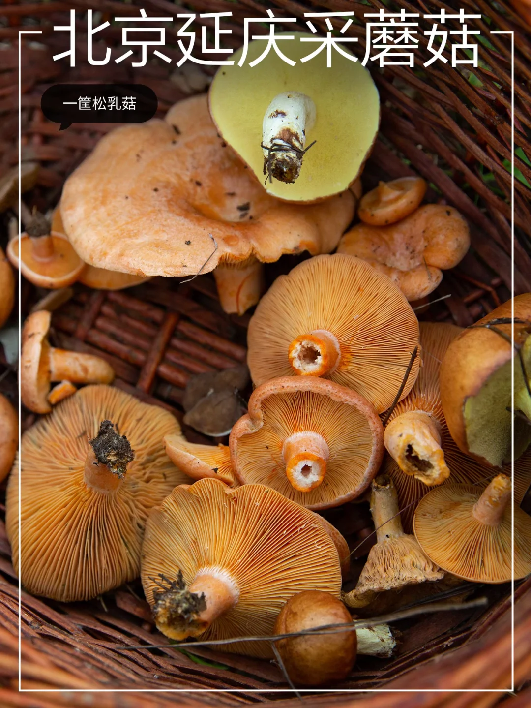 北京国庆也能采蘑菇！就在延庆，附攻略