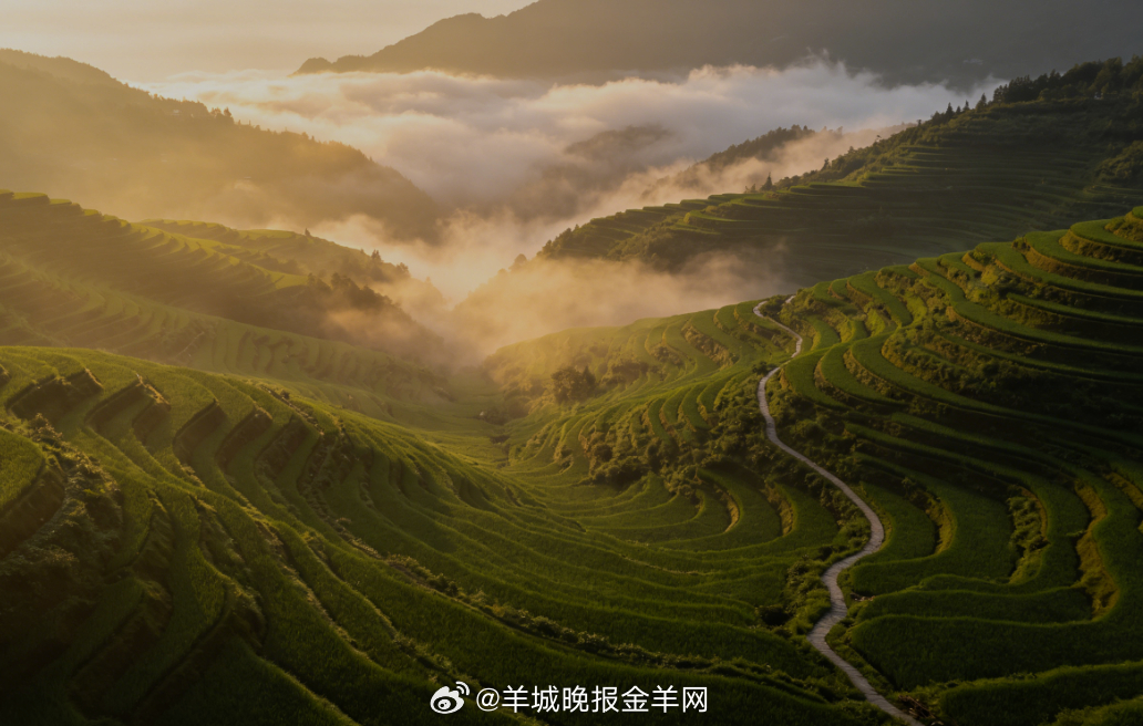 #早安# 破晓柔光漫过山间层层梯田，薄云缓缓飘荡在山谷之间，缓步走在田埂小路。清