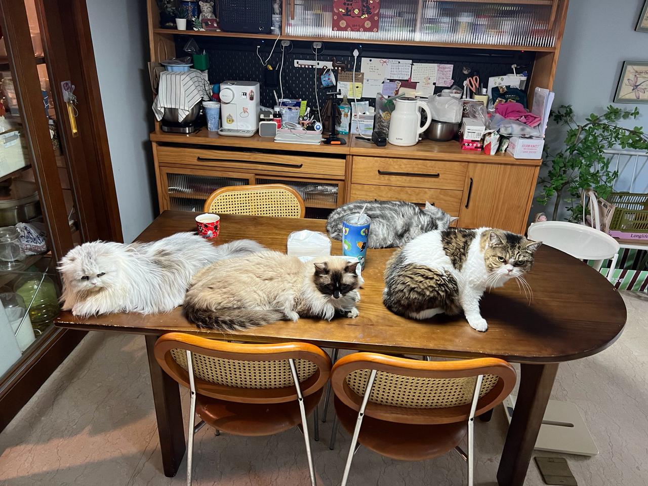 这是一张神奇的桌子
每天都会随机长出多只不同的猫