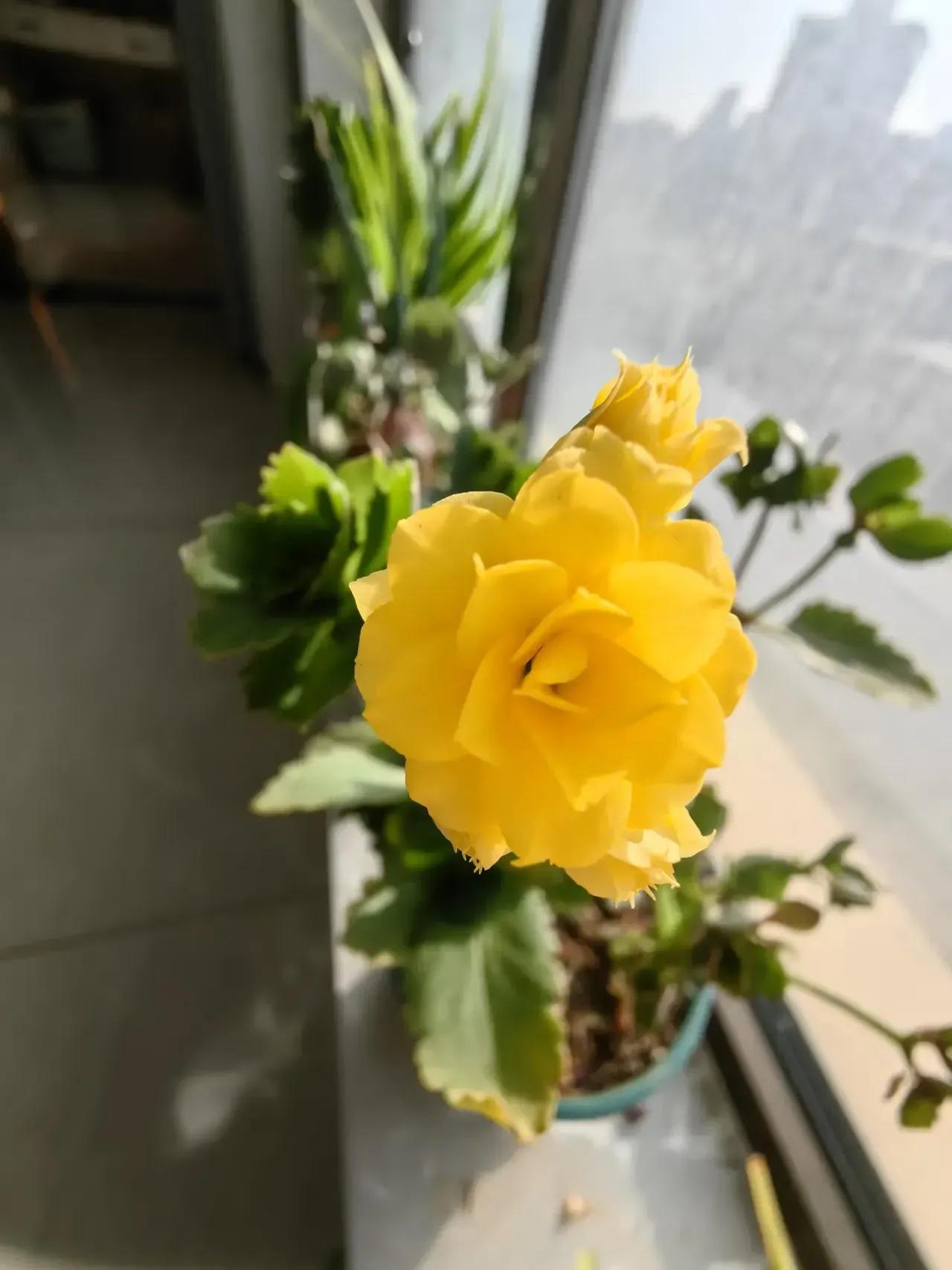 汪小菲抚养权终于落定！S家放手孩子回归生父，全网热议的"夺子大战"迎来最圆满结局