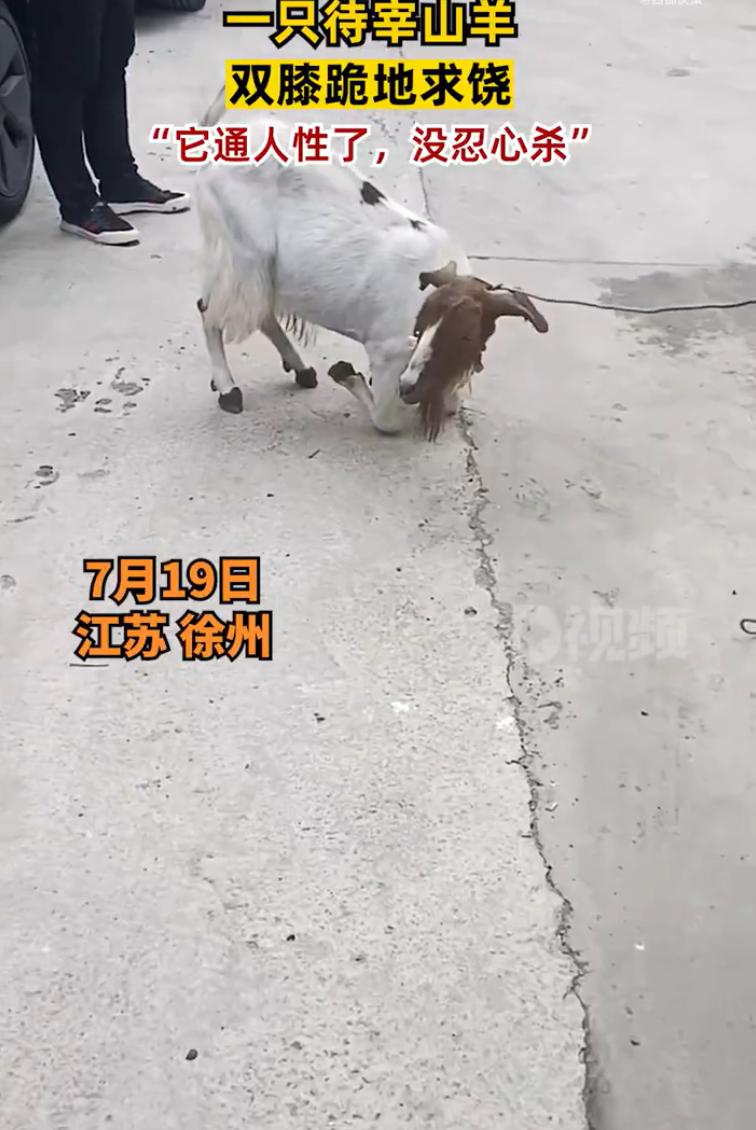 【，买家：感觉它通人性，没舍得杀】7月19日，江苏徐州。一只待宰山羊跪地求饶的视