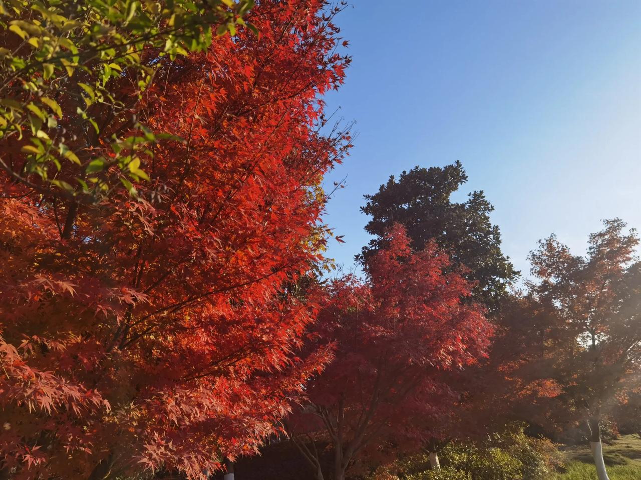看万山红遍，层林尽染！
