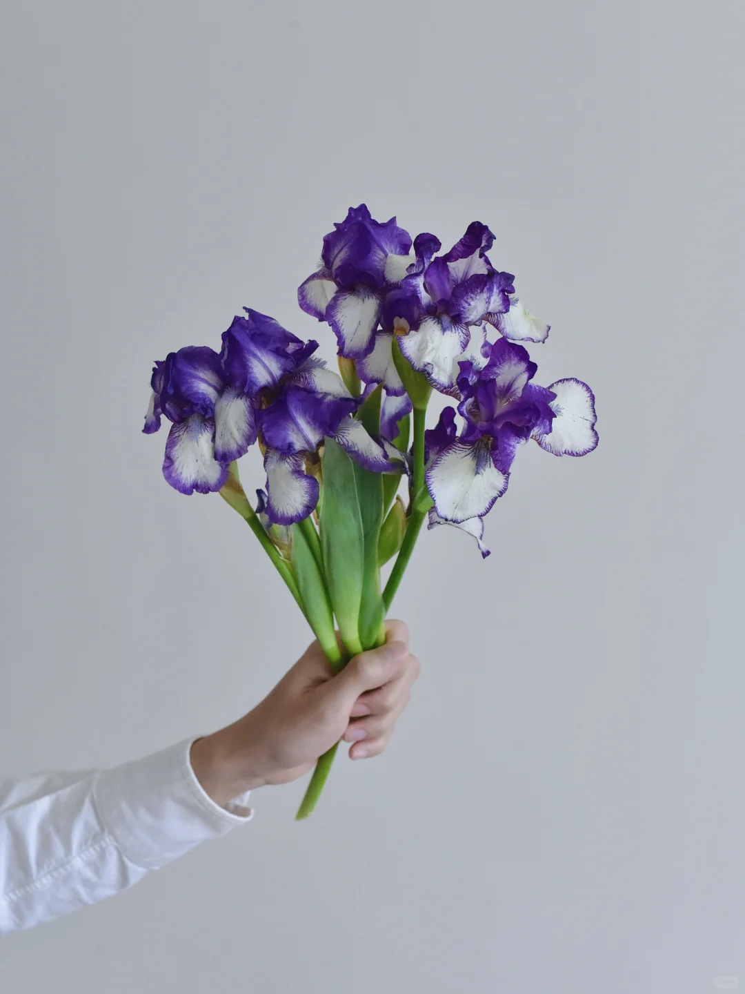 三木谷鸢尾庄园·天路