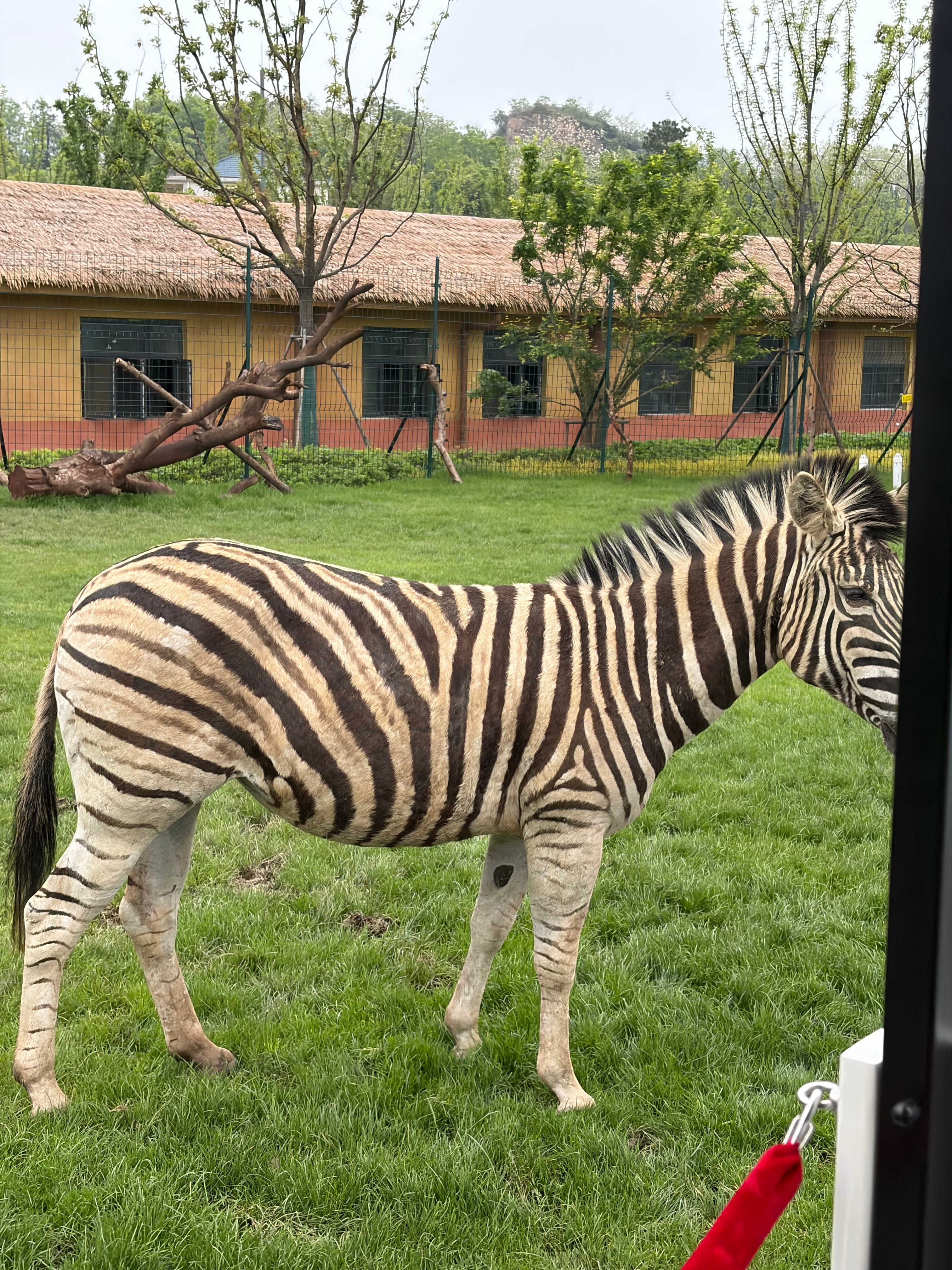 带娃看看小动物，怪有意思的。 鄂州·鄂州灵玲野生动物王国