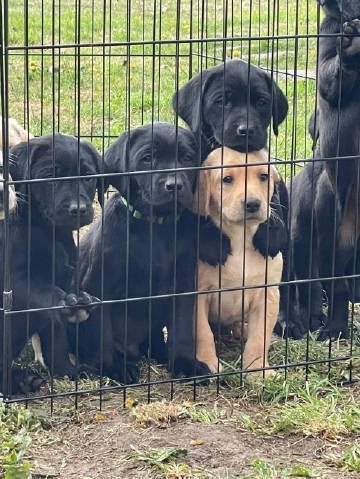 再过三年五个月零二天，我将从这个地方出来，回到小狗滩，不过这次，我将夺回属于我的