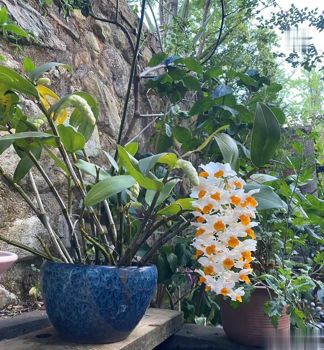 朋友送我的石斛，年年按时开花。#花草[超话]# ​​​
