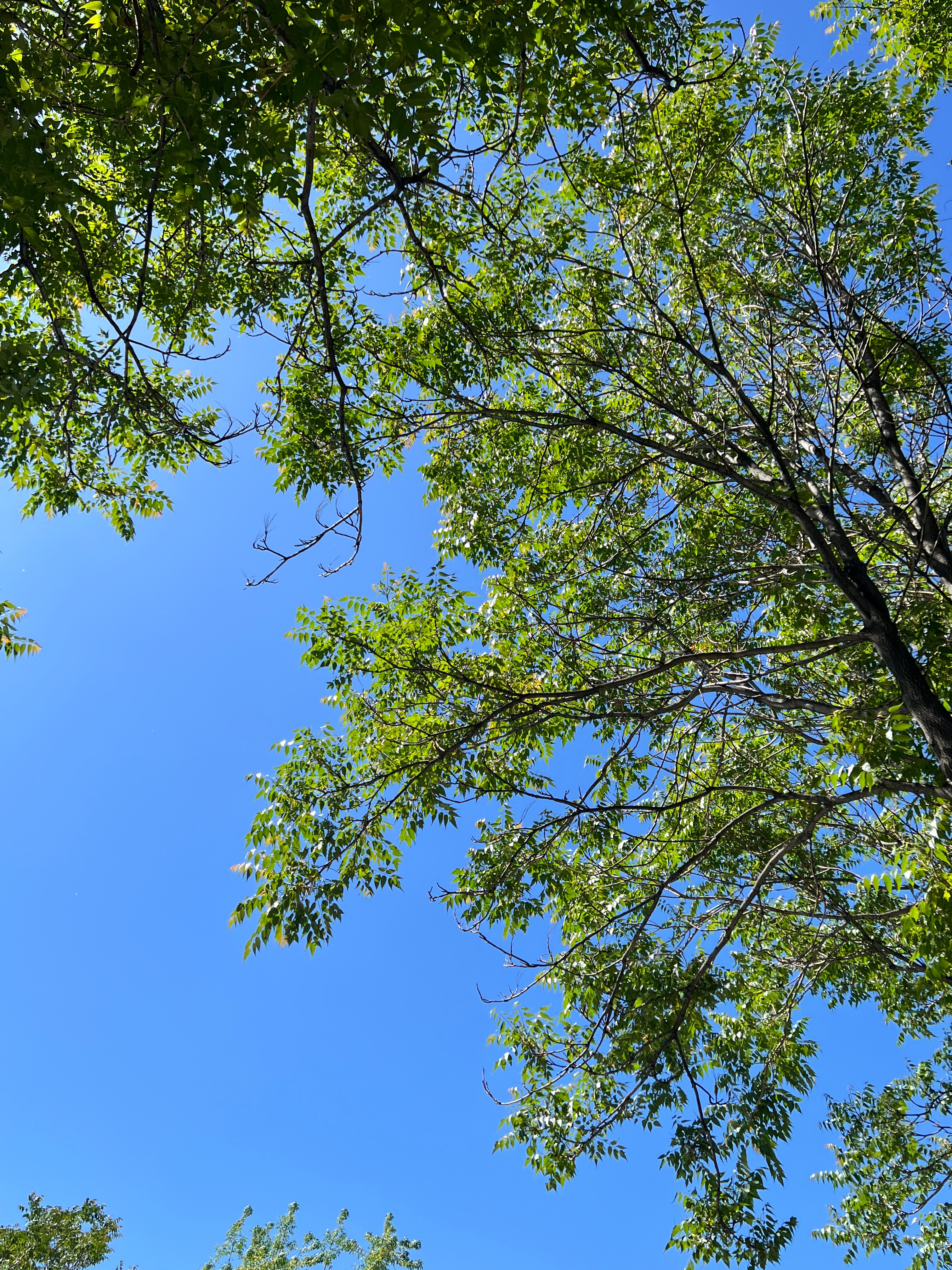 虽然每天都在工作根本没时间出去玩，但真给我吃爽了这次，新疆很好，6月还来🫰给你