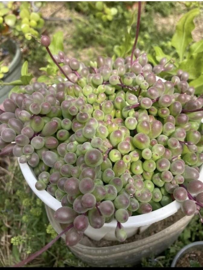 好有个性的紫玄月！
肆无忌惮、随心所欲的活出自己的样子！