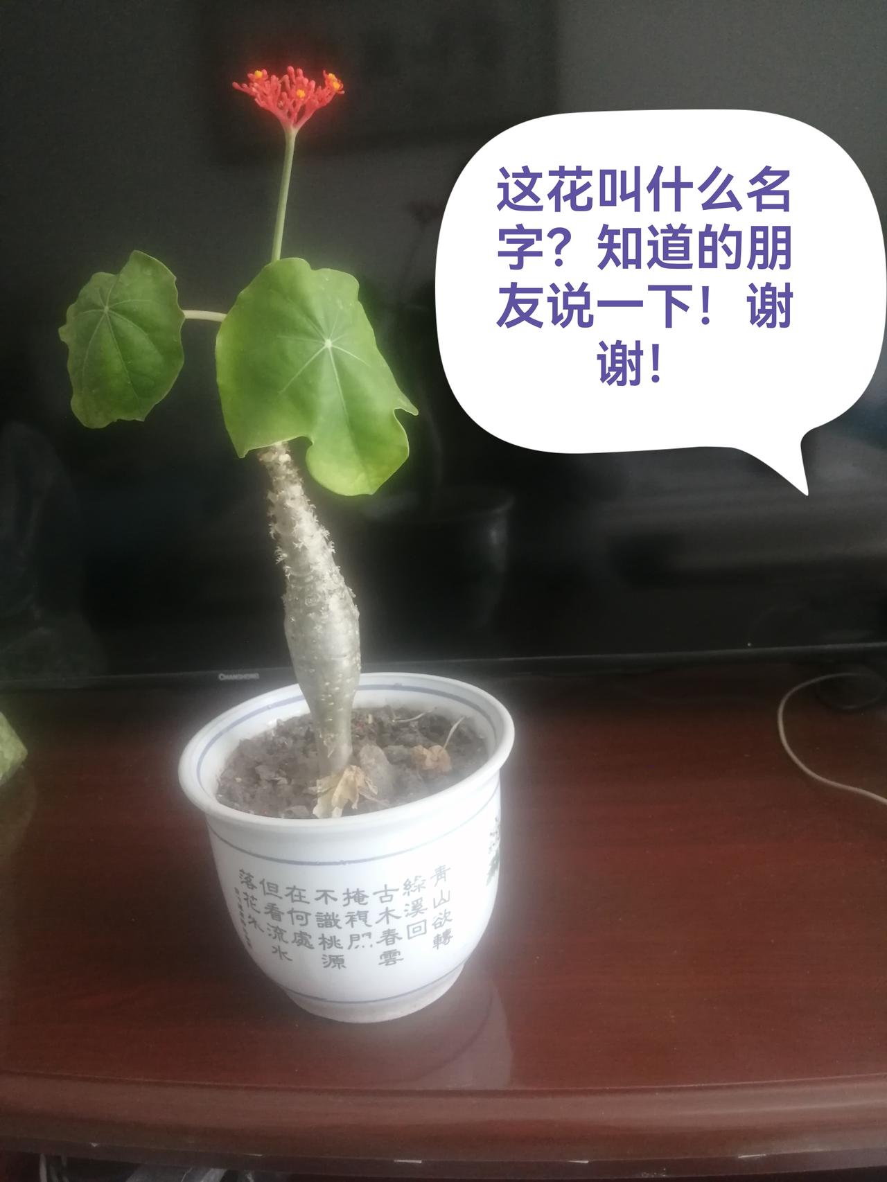 前几天买了一盆花，不知道叫什么名字？有知道的朋友吗？请告知一下。谢谢！