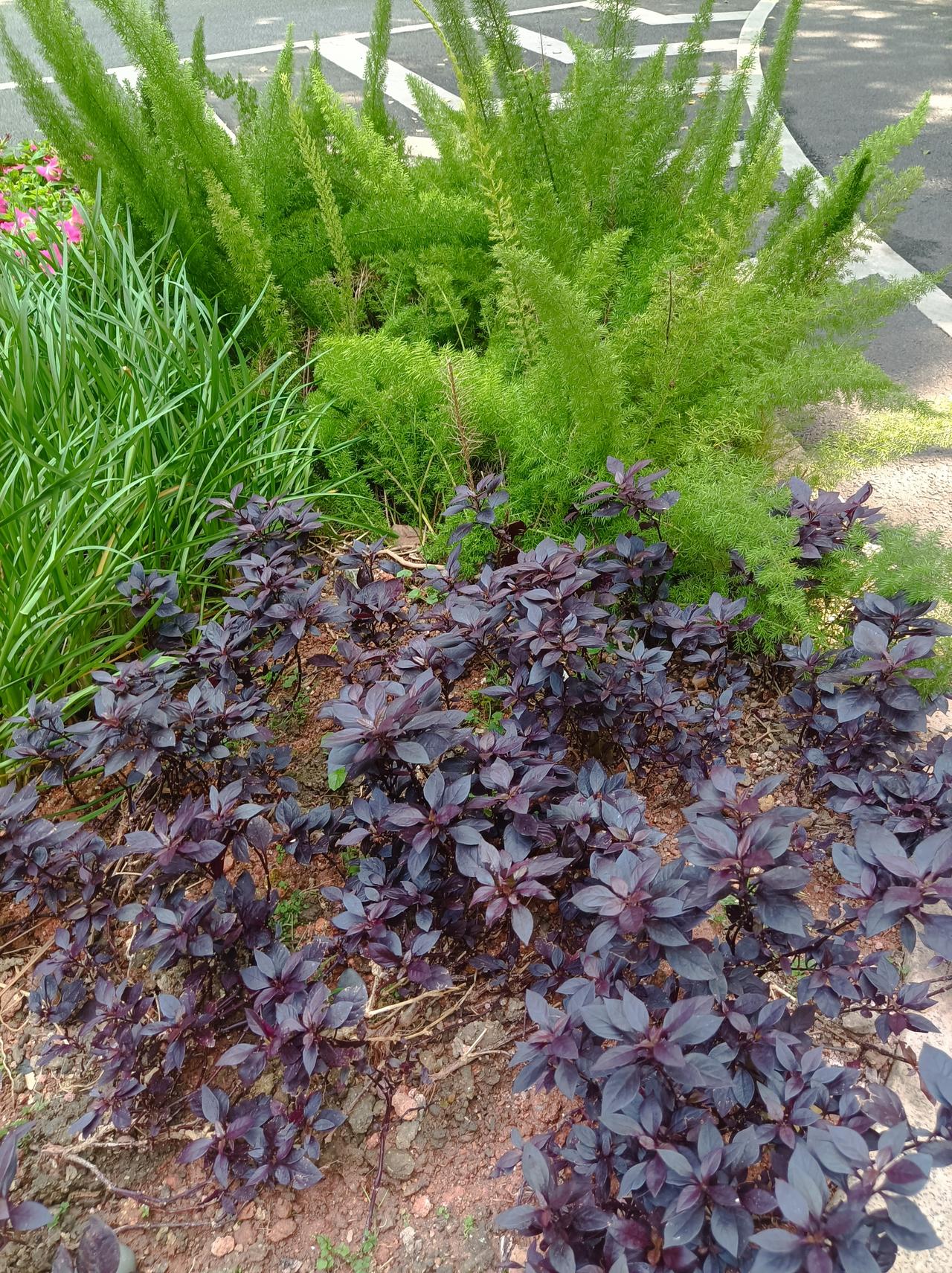 春暖花开上哪走走春暖花开去外面走走，感受一下春天的气息，看看那开在树上的红花，和