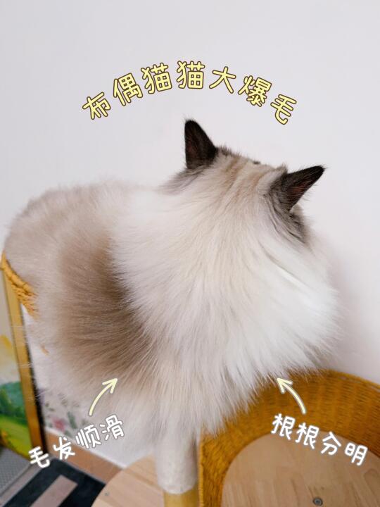 这身滑溜溜的好毛发是吃出来的呀！