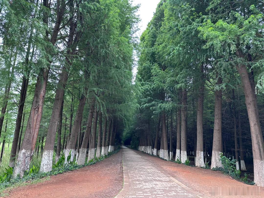 天气不错，在滇池绿道江尾村跑完21.1公里，再看看风景，在稻田边餐厅吃个午饭，很