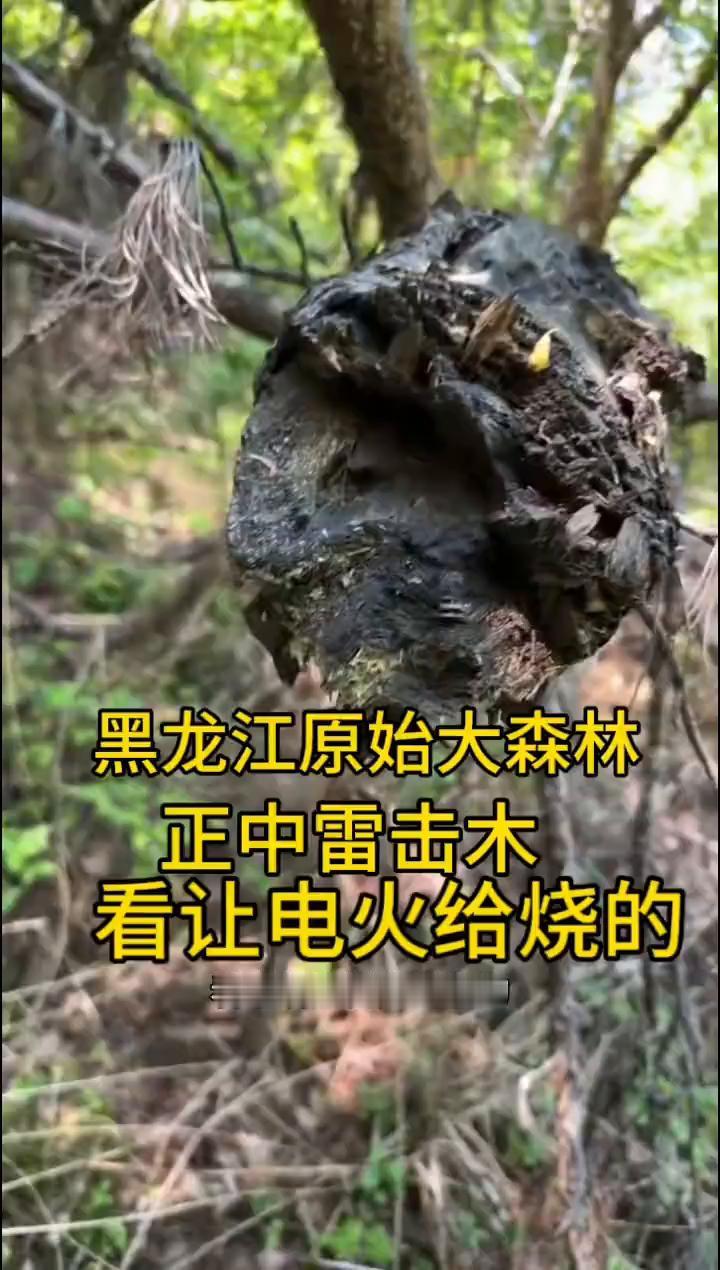 黑龙江原始大森林正中雷击木。
正宗的雷击木，这家伙大，电火烧的，糊了吧区的，电火