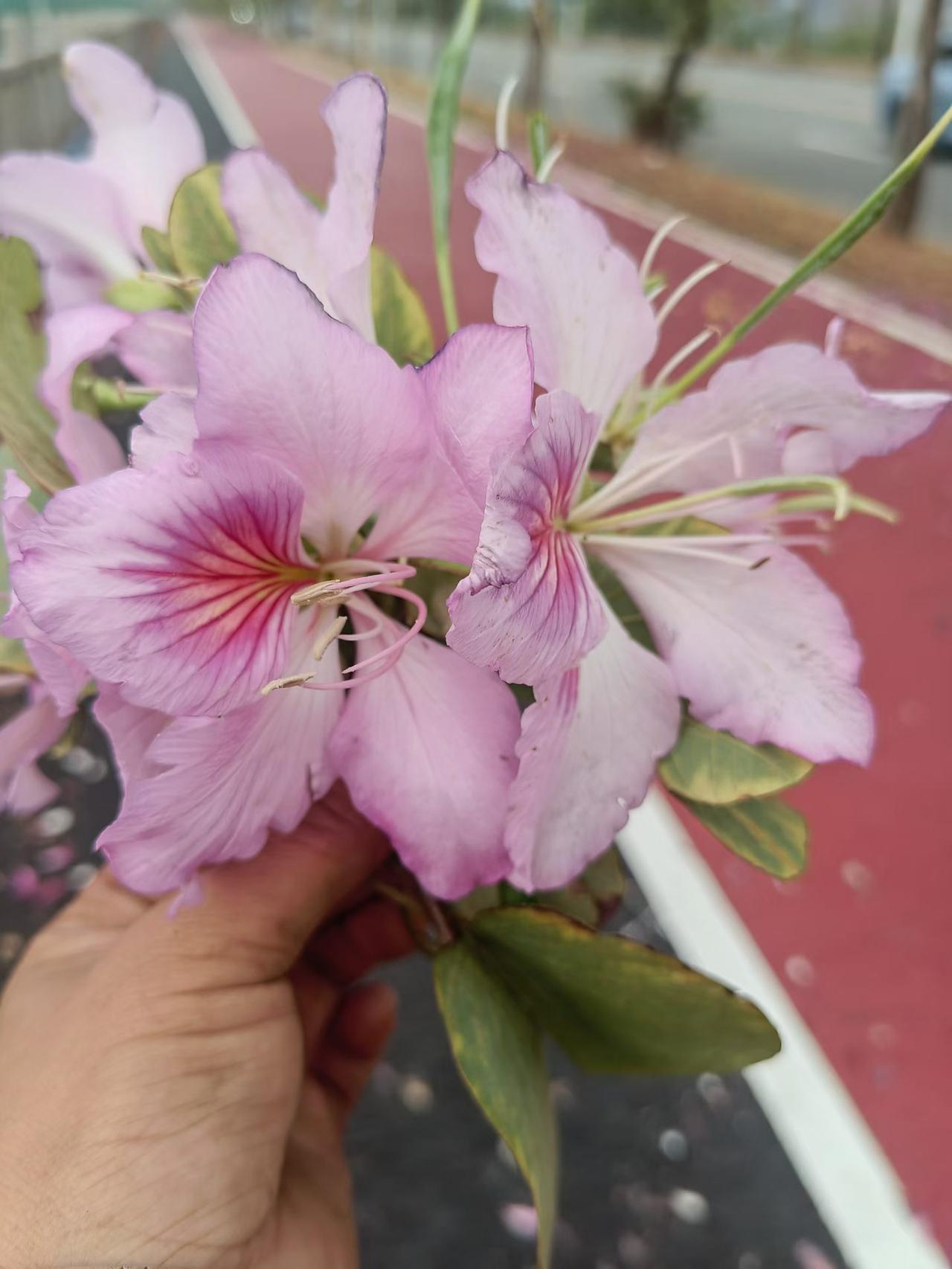 难得休闲时光，踏春赏花去。