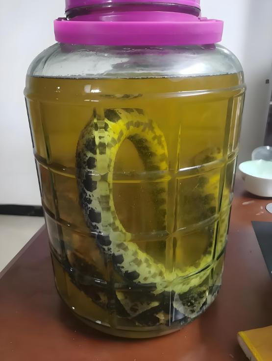 “这下后悔了吧！”8月3日报道浙江杭州，一老人听说五步蛇能治病，就想抓一条来泡药