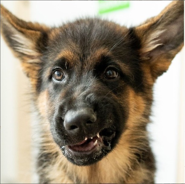 人，是你欺负我家耶耶吗？ 