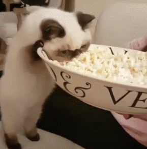 蒙头认真干饭的猫猫 