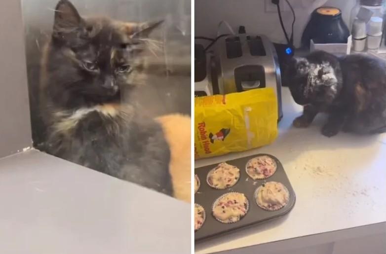 开到惊喜包？一名饲主从收容所领养了一只玳瑁猫，当初会看上它就是因为它是个文静的小