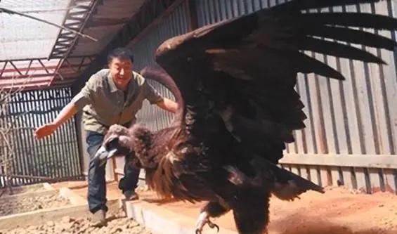 2013年，辽宁沈阳男子救下一只中毒濒死的秃鹫，放生3次失败后，秃鹫却做出了一件