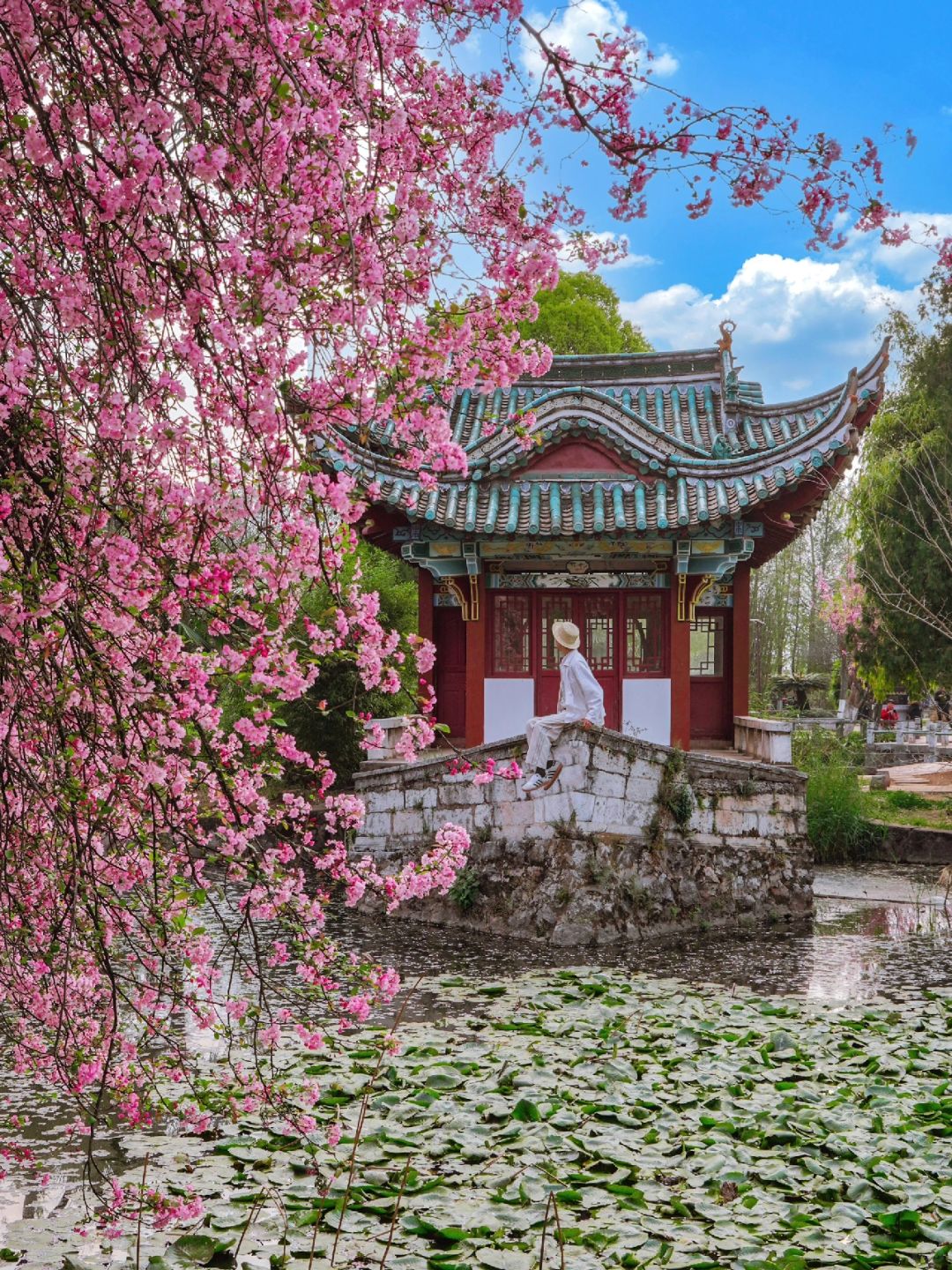 藏在昆明市区的海棠，宛如走进春日画卷🌸