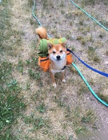 带着柴柴去露营，然后把一些露营用品让柴柴背着，柴柴大冒险家的气息顿时浑然而生