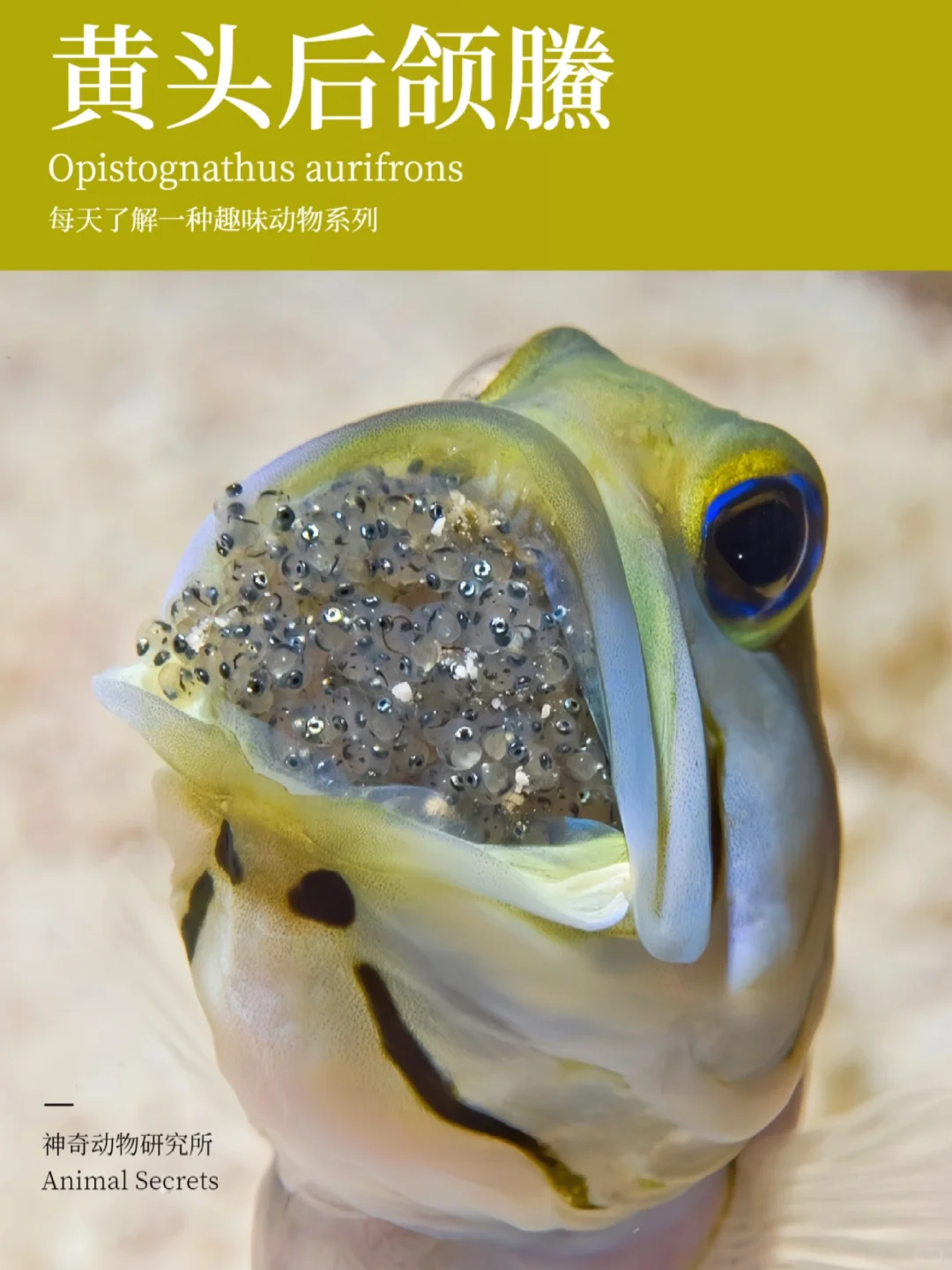 每天了解一种趣味动物👀黄头后颌鰧