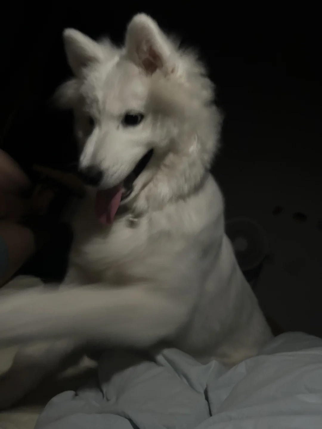妈妈 我可以去拍狗魂片嘛～