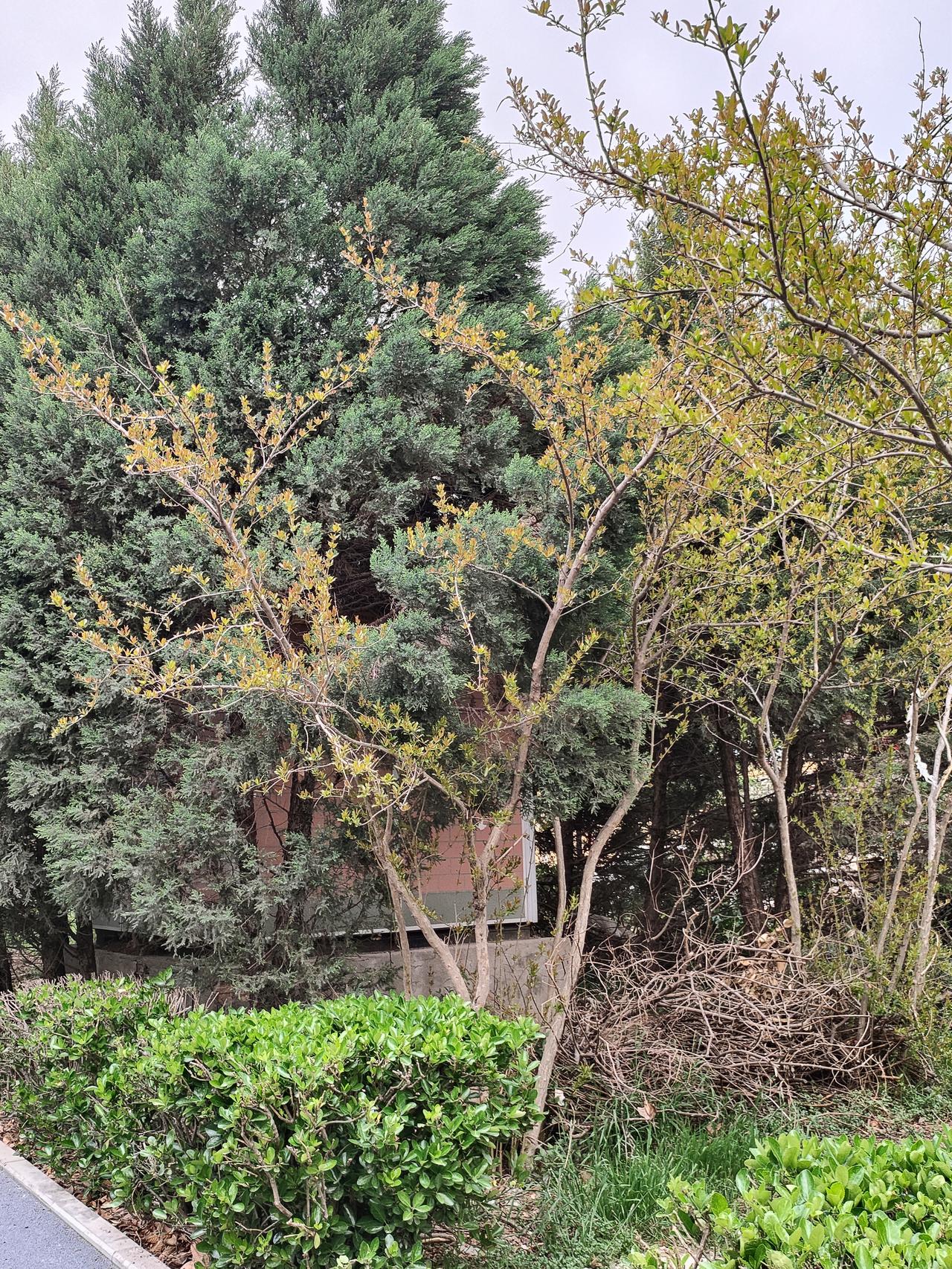 绿意满园随手拍深浅绿意撞满怀，新枝吐嫩，松柏常青。春日的生机藏在每一寸枝叶里，风