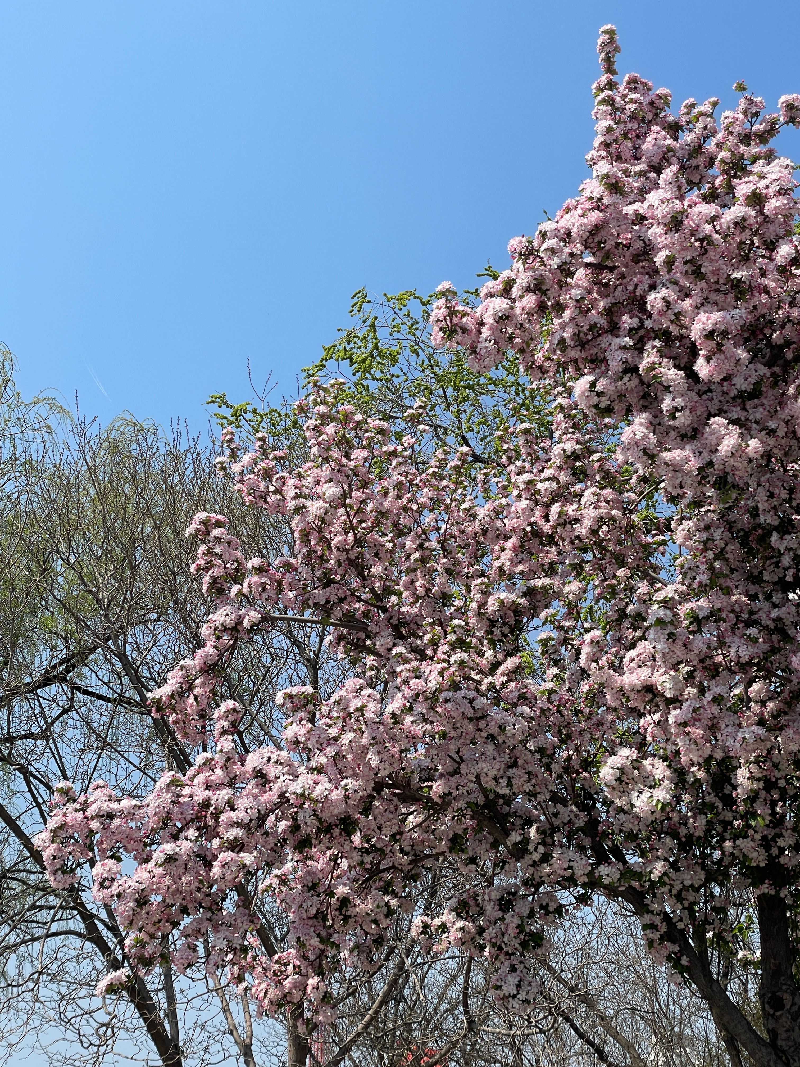 抓住一只吐舌头😛的熊猫🐼 