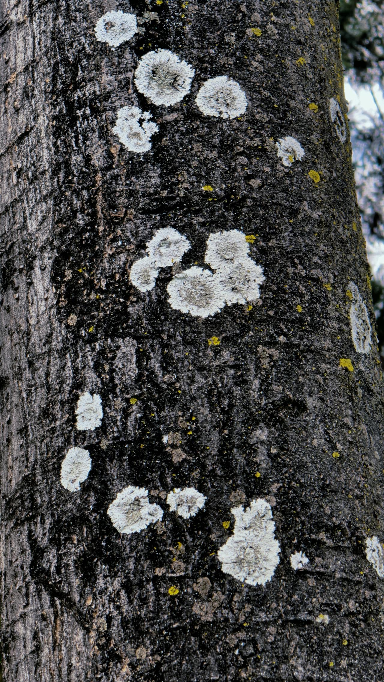 分享最美花朵偶然发现一棵树杆上生长着一些“花”感觉好及了，随手就拍了几分享给微友