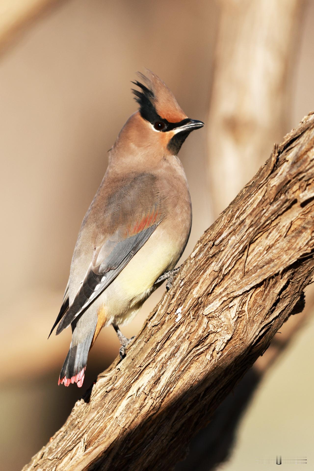 玉渊潭公园来了太平鸟