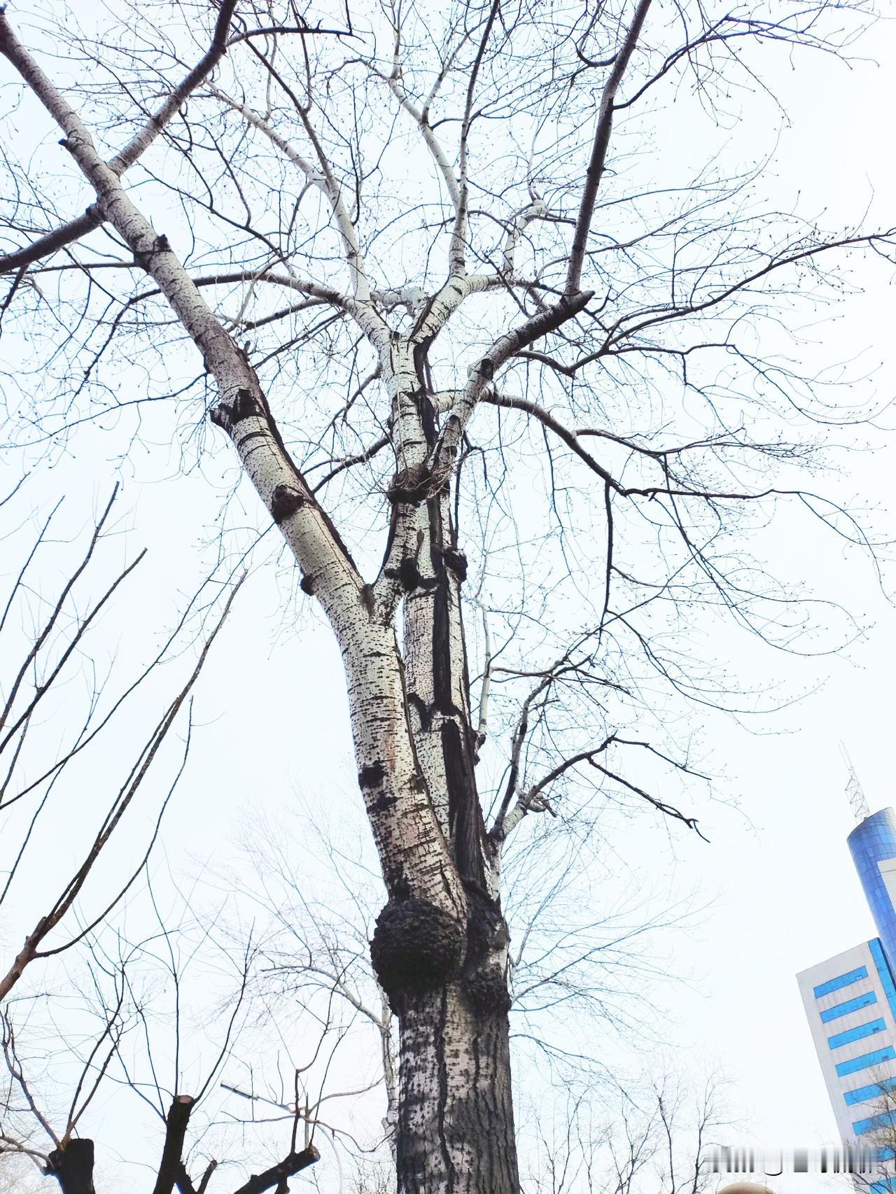 昨天看见了古城、八宝山地铁站就要封站三个月了，这个施工无论如何都要支持，不过这次