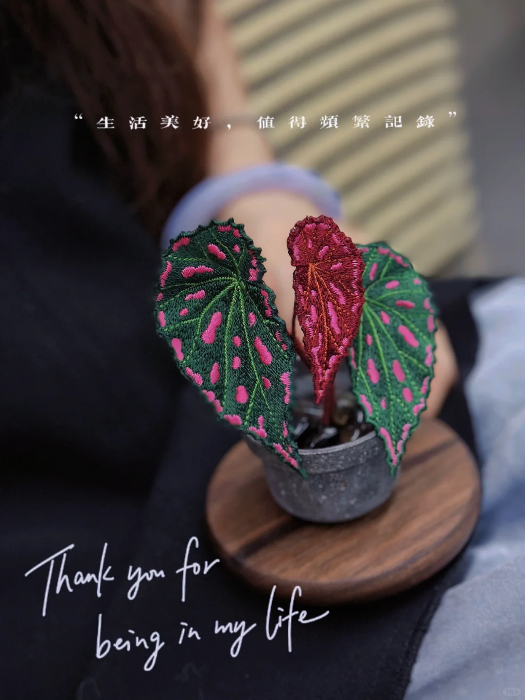 不管夏日多热，总有秋海棠可可爱爱