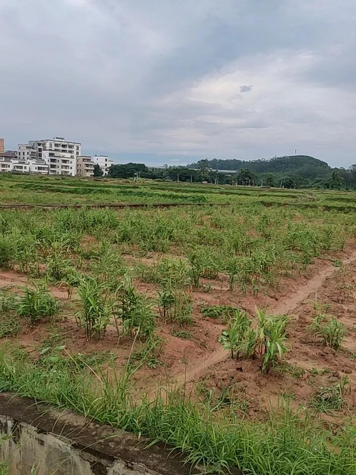 镜头下的田野风光，各有各的美。就像8月18日俄罗斯符拉迪沃斯托克郊区的田野，收割