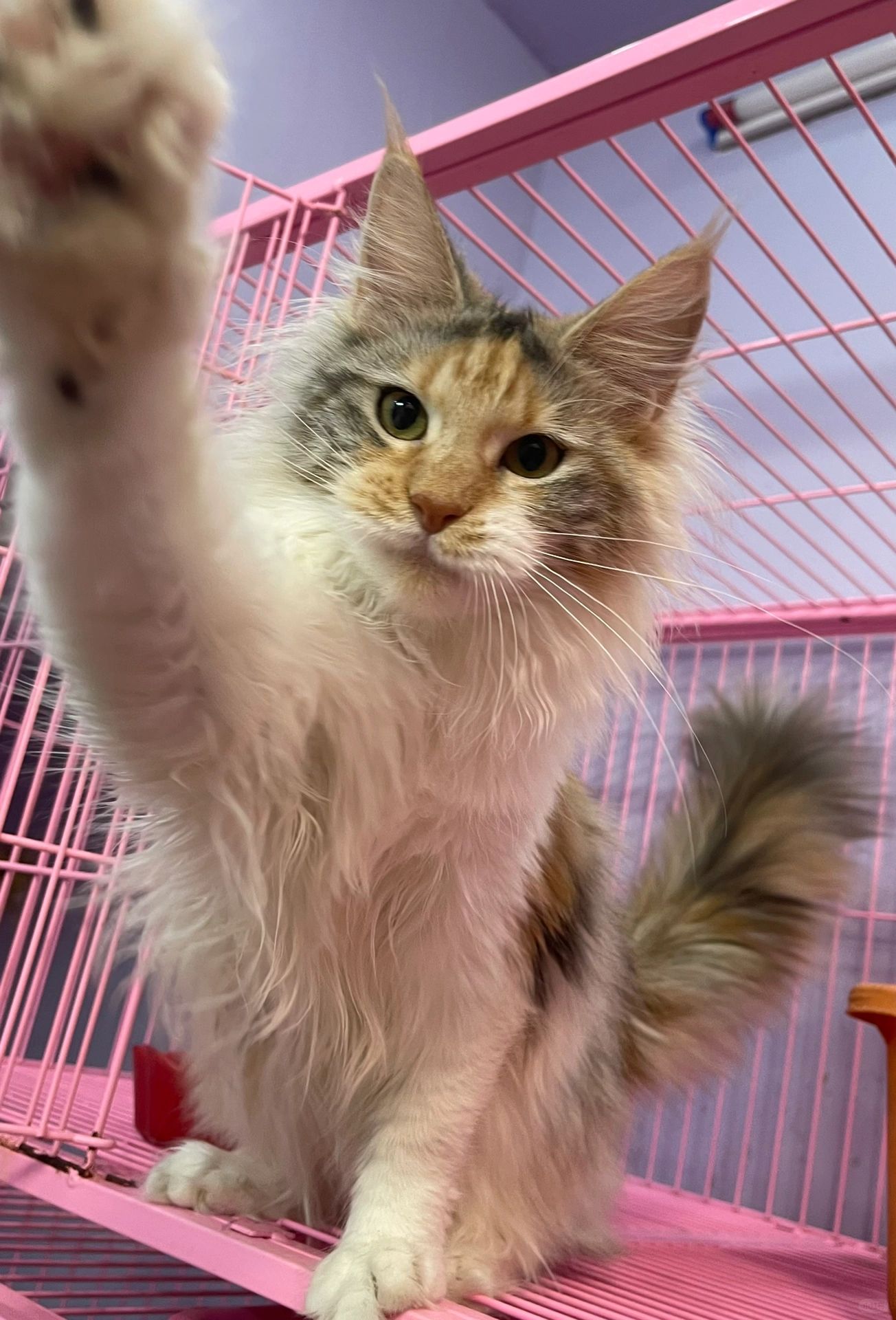 缅因｜甜到牙痛的三花缅因妹妹