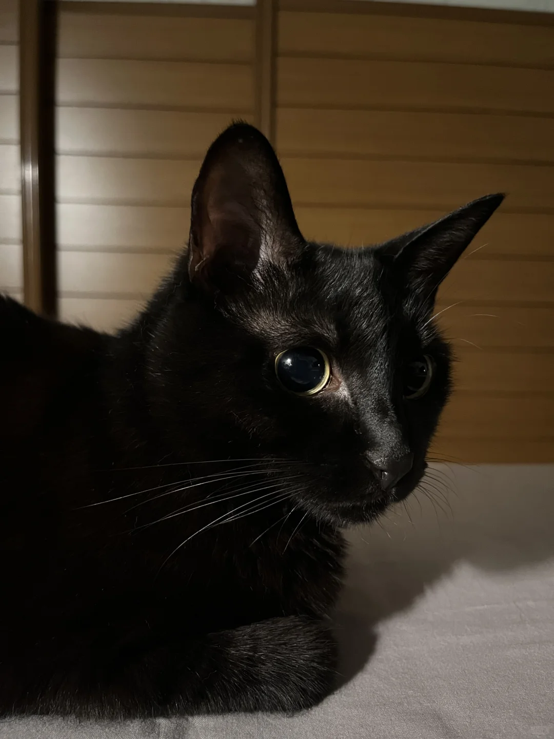 猫 在沉思