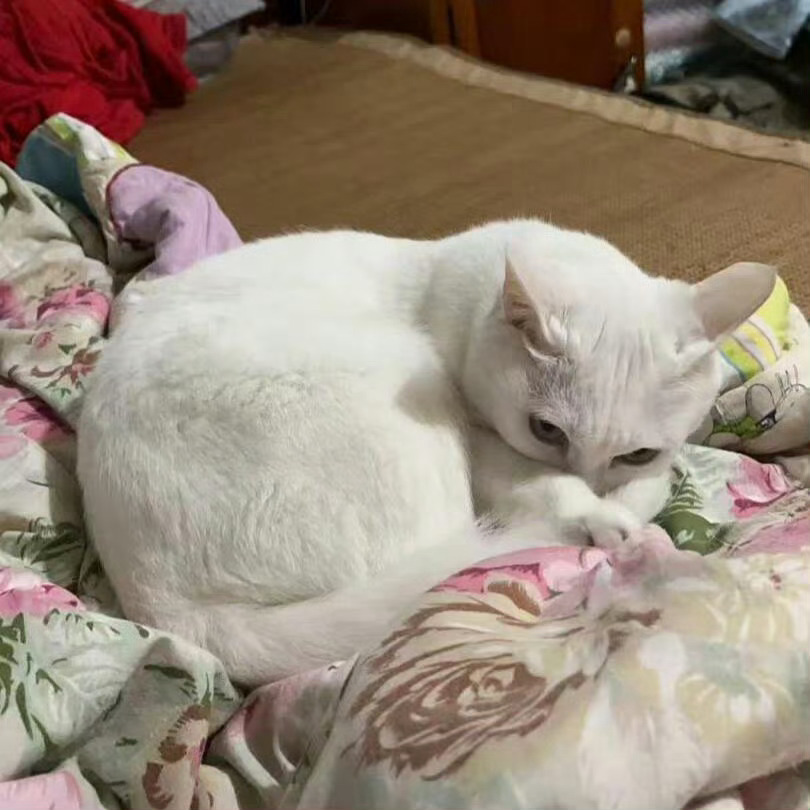 当我在小猫旁边放了个屁。假日先疯派春日放个疯 ​​​