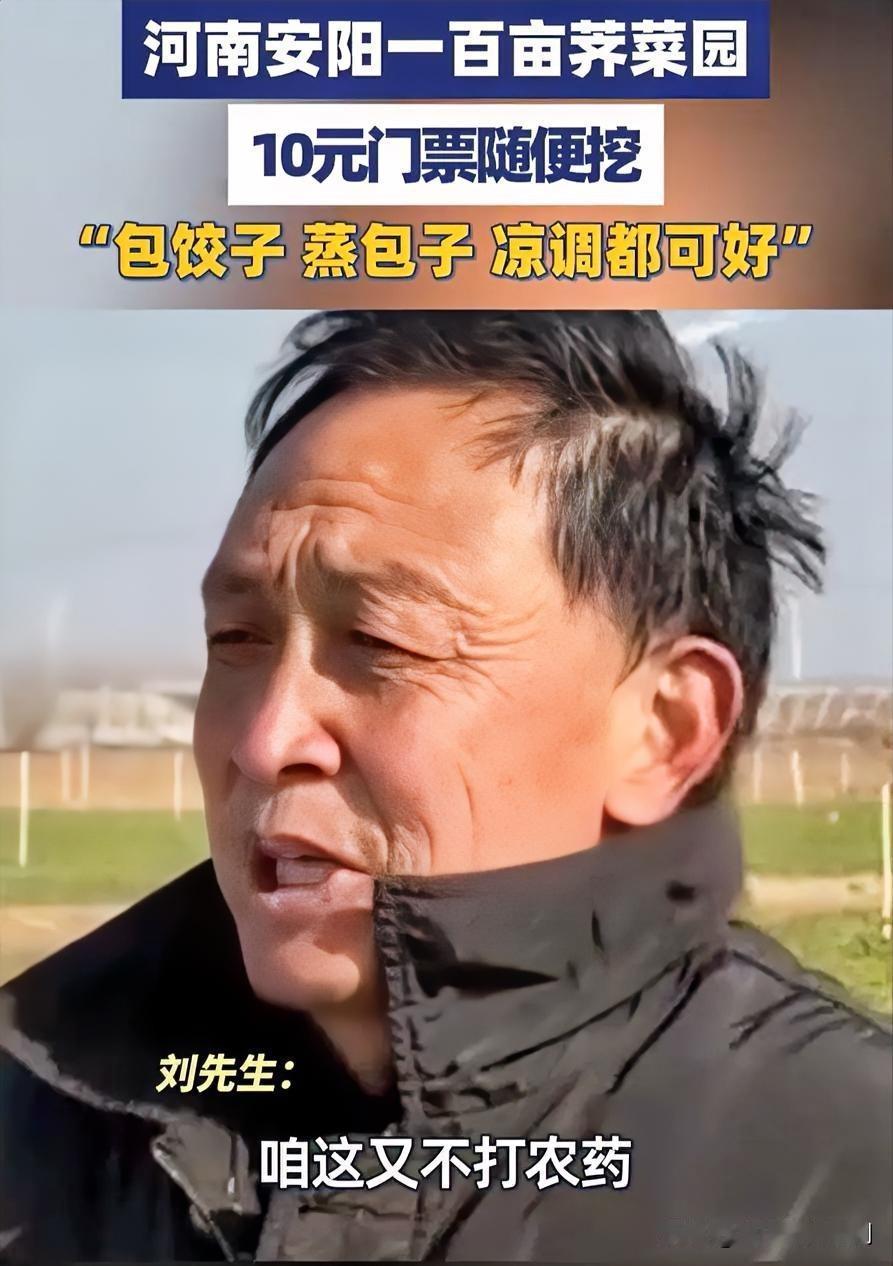 河南百亩荠菜园：10元门票开启田园狂欢

在河南，有一处超火的百亩荠菜园！只需花