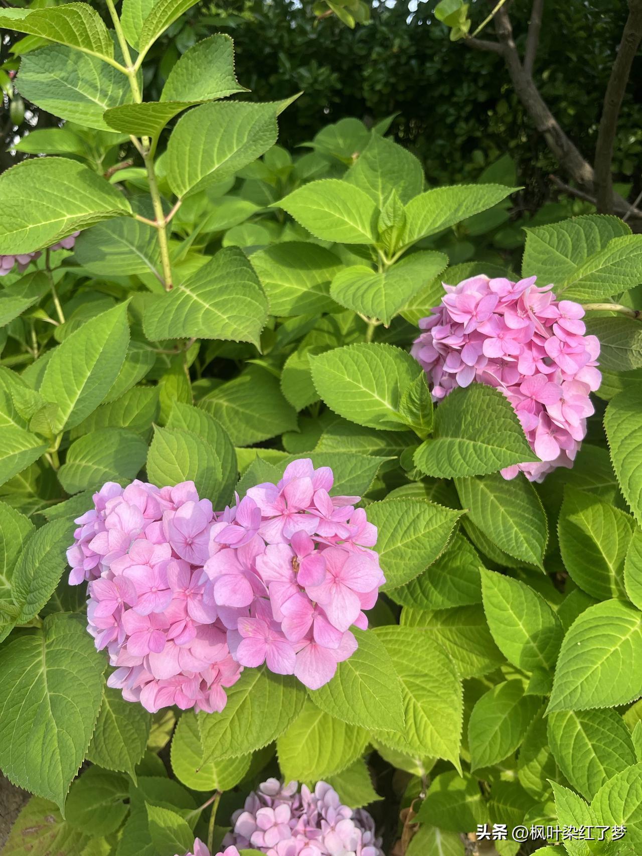 在最美的季节，展现最美的自己。