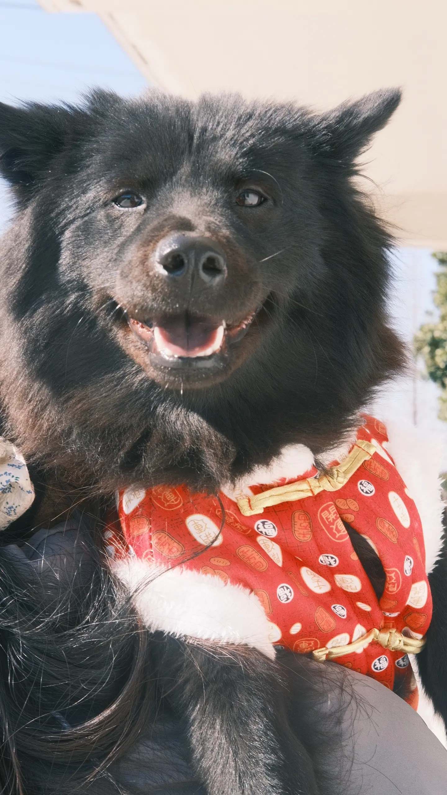 小黑狗 恭喜发财好运来 五黑犬 黑熊精 年味