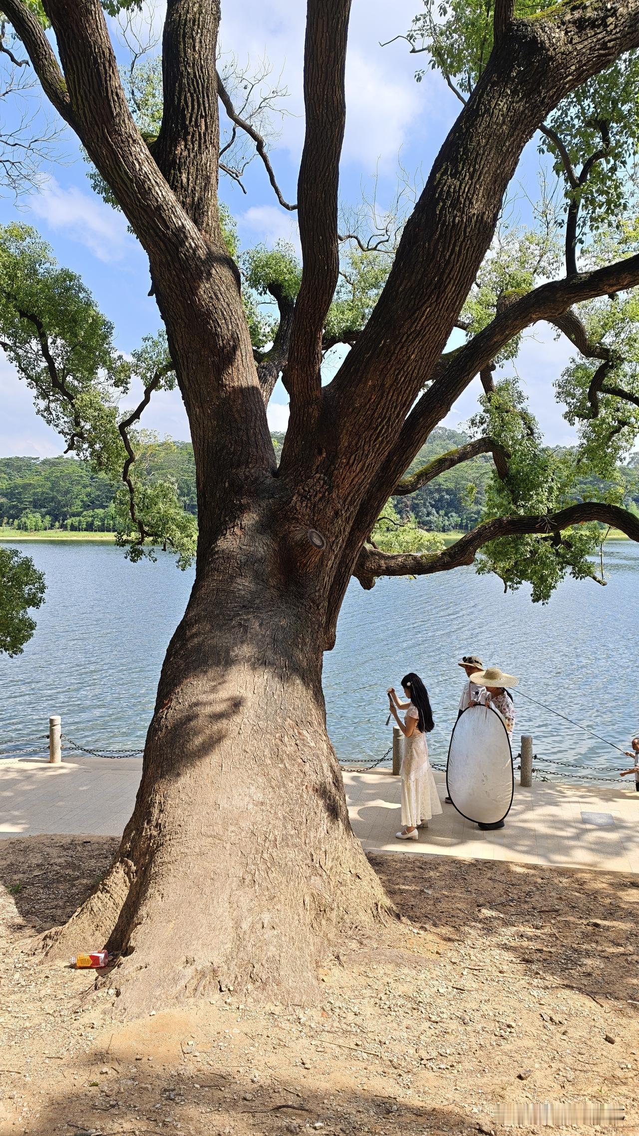 这是东莞市区同沙水库公园，映入眼帘的两株香樟树，现场好震撼，非常的粗大健壮，目测