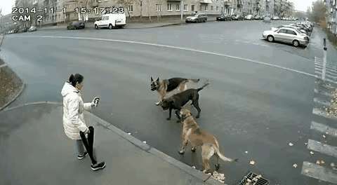 “防狼喷雾”对恶狗也管用，这里面是辣椒粉吗？狗也会敏感啊。