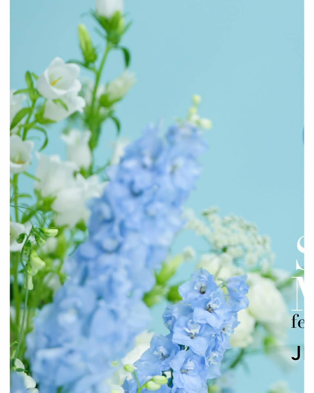日娱新闻中野惠那  jillbyjillstuart_officialSOFT 