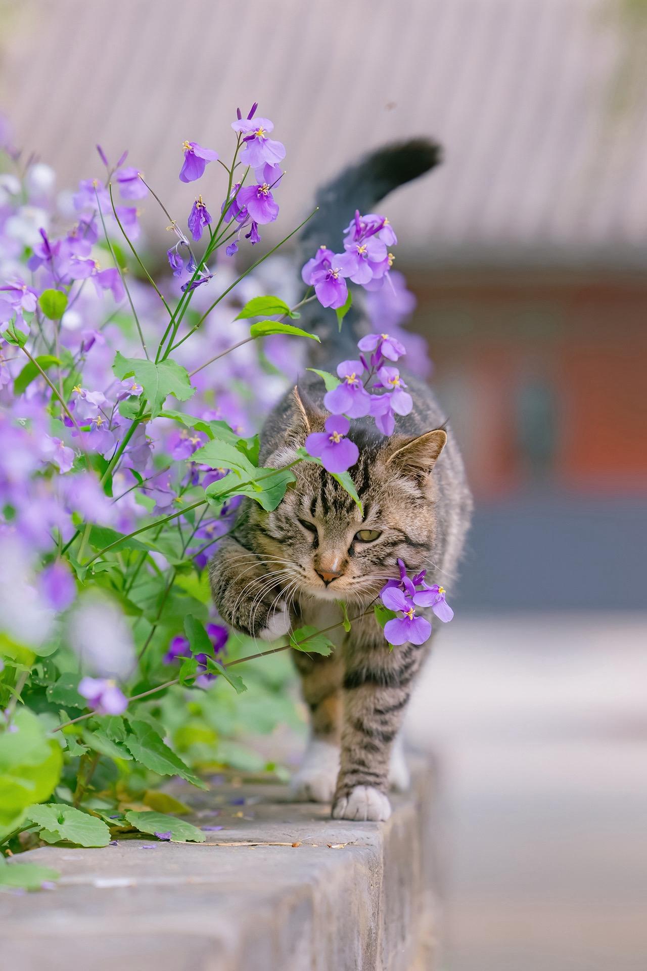拍猫十多年，没舍得发的春花和猫得意之作。当然也想看看大家拍的作品，互相学习