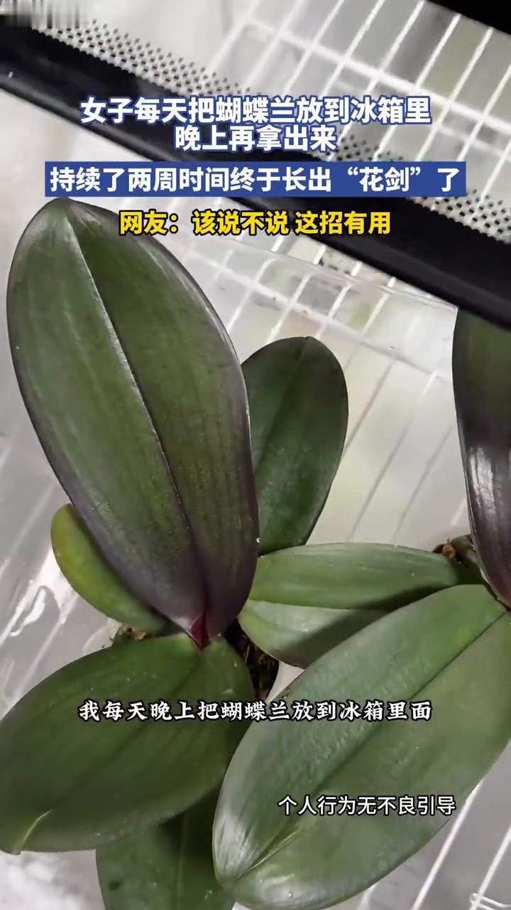 女子每天把蝴蝶兰放到冰箱里，晚上再拿出来，持续了两周时间终于长出"花剑"了。网友