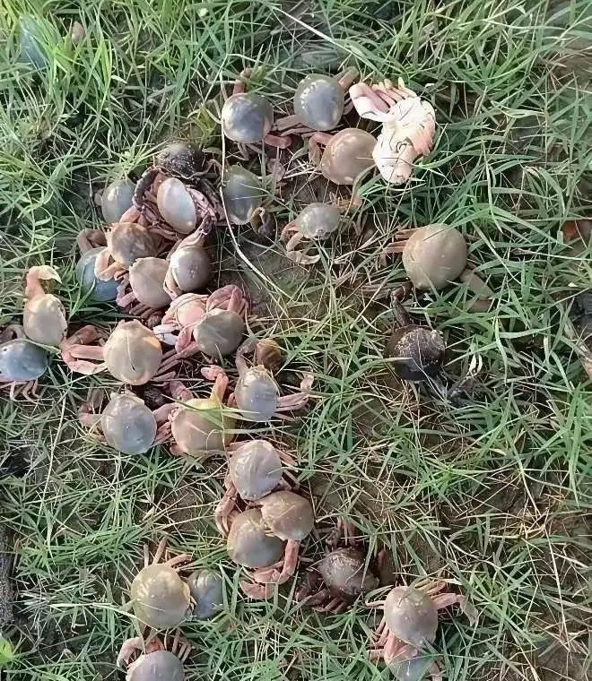 这是什么品种 