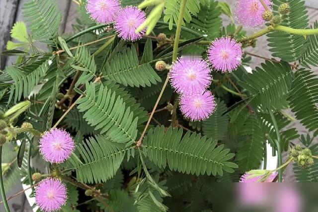 真的吓出一身冷汗！最近刷到好多人家里养的花居然藏毒——曼陀罗全株有毒、夹竹桃汁液