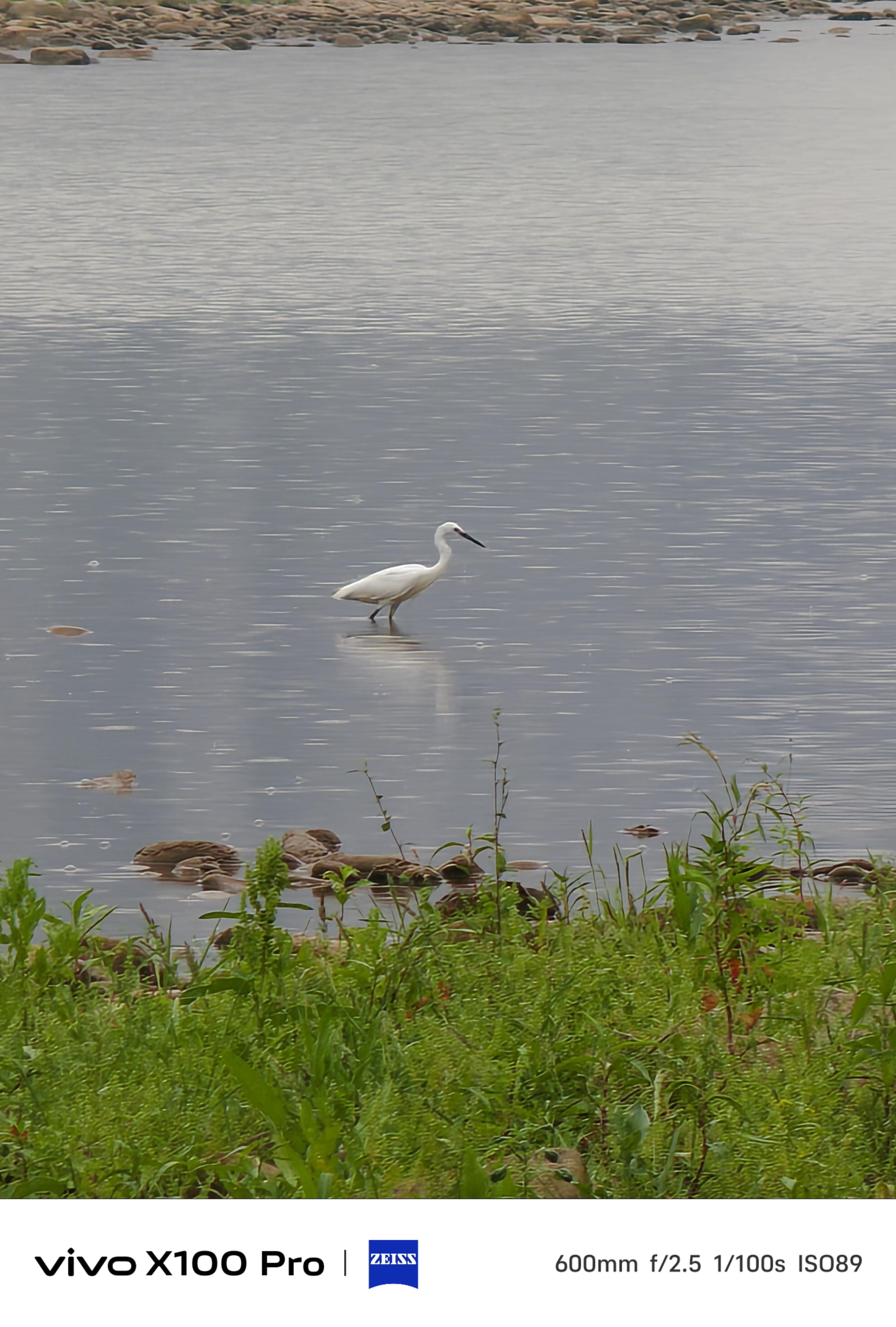 手机600mm焦段下的大鹅p2 广角p3 暴力数码放大#万物有灵# ​​​